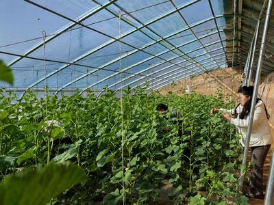 華池農業 技術人員為設施蔬菜生產“開良方”，科技助力綠色高效發展
